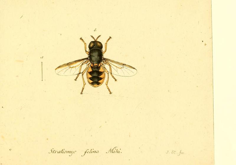 Fauna Germanica, Diptera (6045728529)