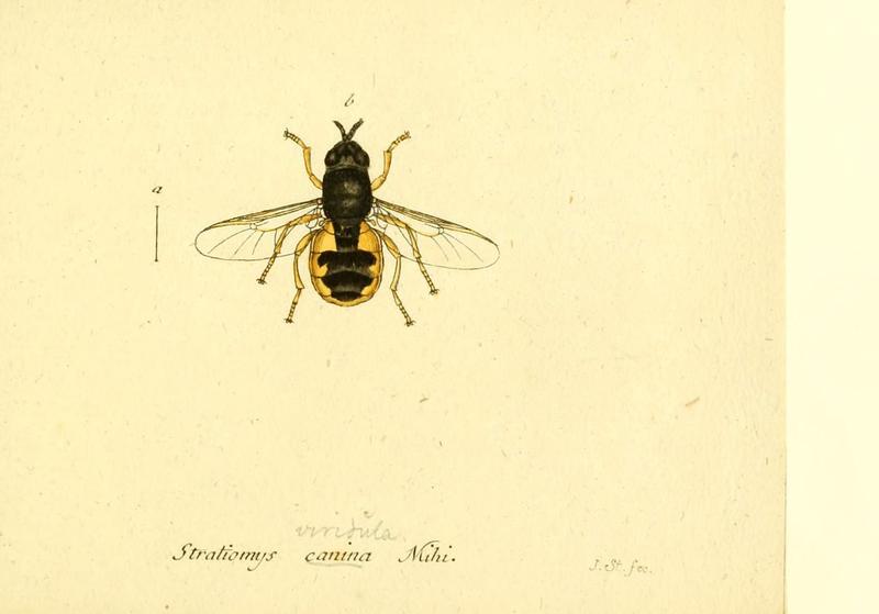 Fauna Germanica, Diptera (6045728915)