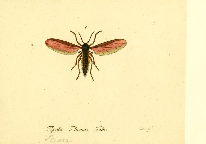 Fauna Germanica, Diptera (6045729369)