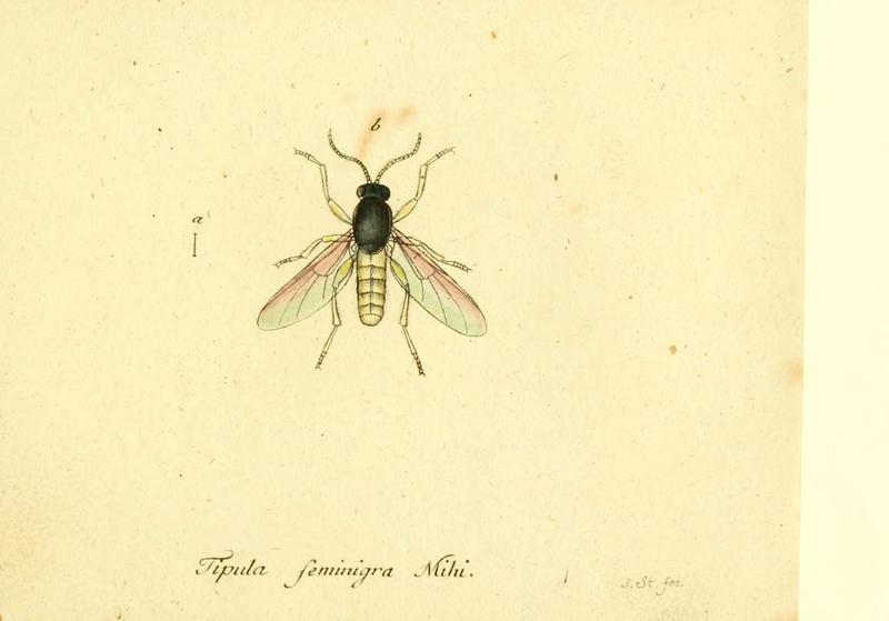 Fauna Germanica, Diptera (6045729579)