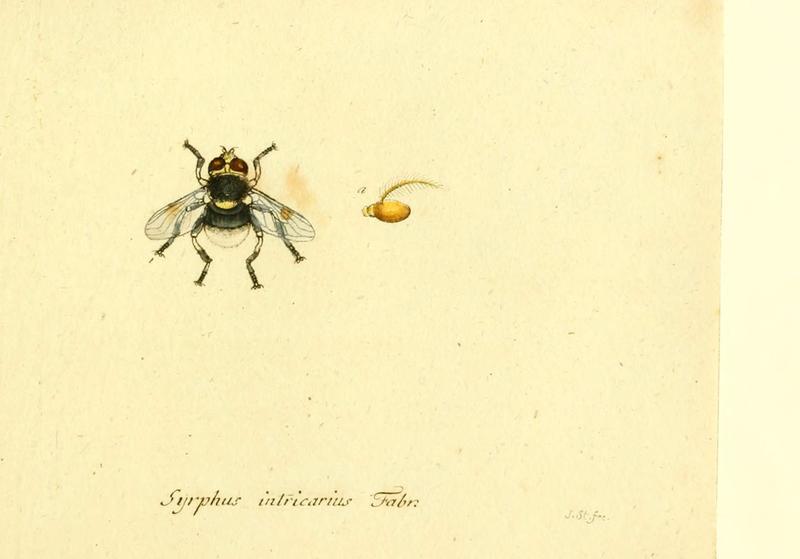 Fauna Germanica, Diptera (6045729847)