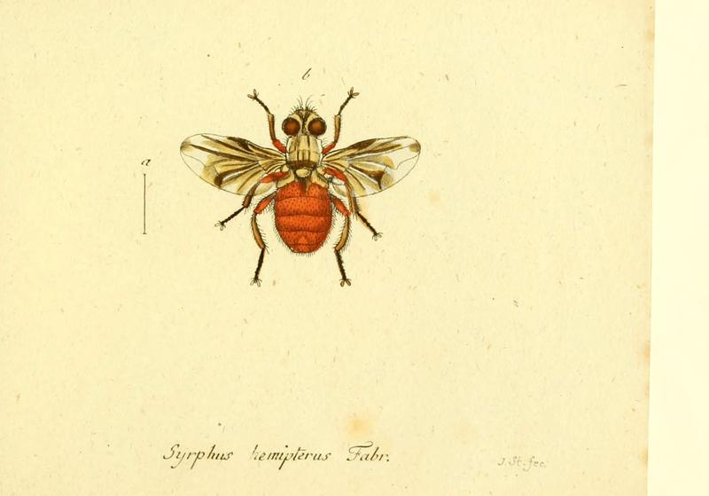 Fauna Germanica, Diptera (6045731687)