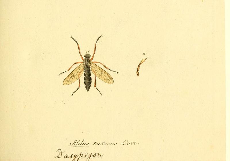 Fauna Germanica, Diptera (6046242636)