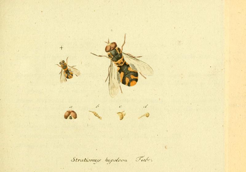 Fauna Germanica, Diptera (6046243250)