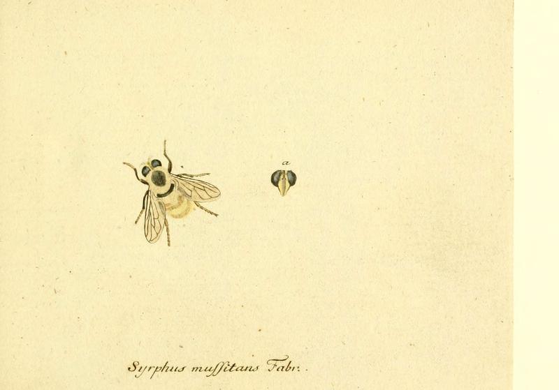 Fauna Germanica, Diptera (6046243470)