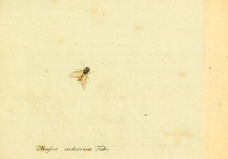 Fauna Germanica, Diptera (6046244064)