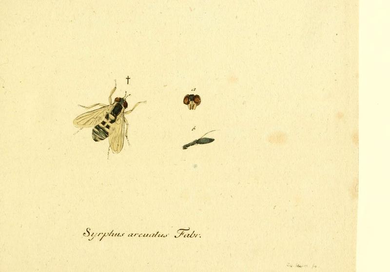 Fauna Germanica, Diptera (6046244436)