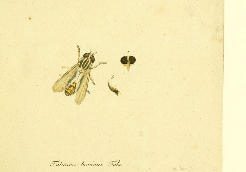 Fauna Germanica, Diptera (6046245022)