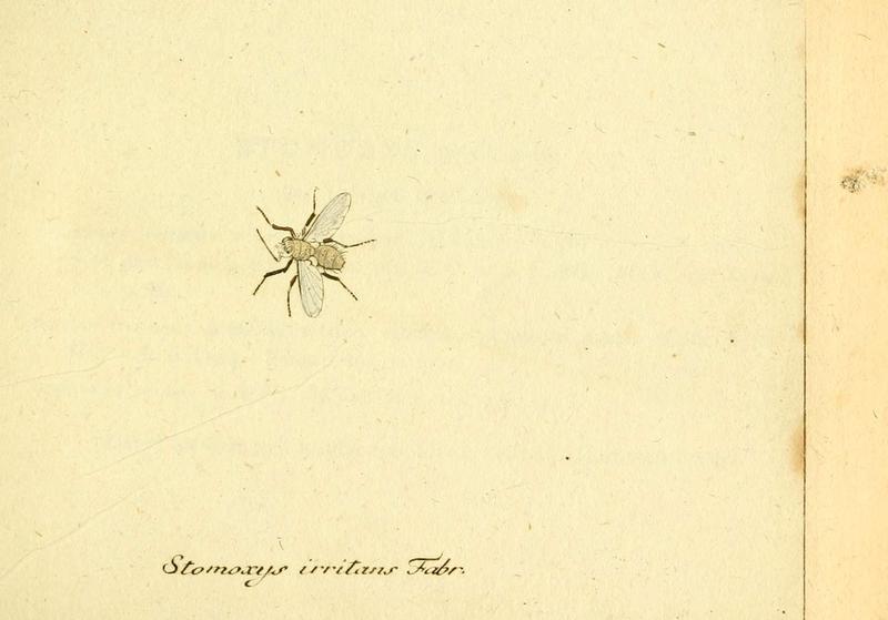 Fauna Germanica, Diptera (6046245738)