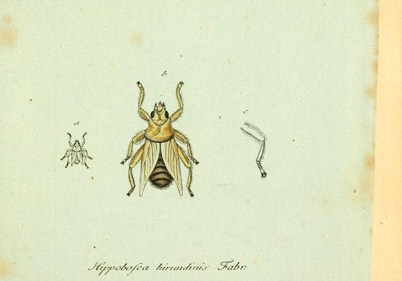Fauna Germanica, Diptera (6046246878)