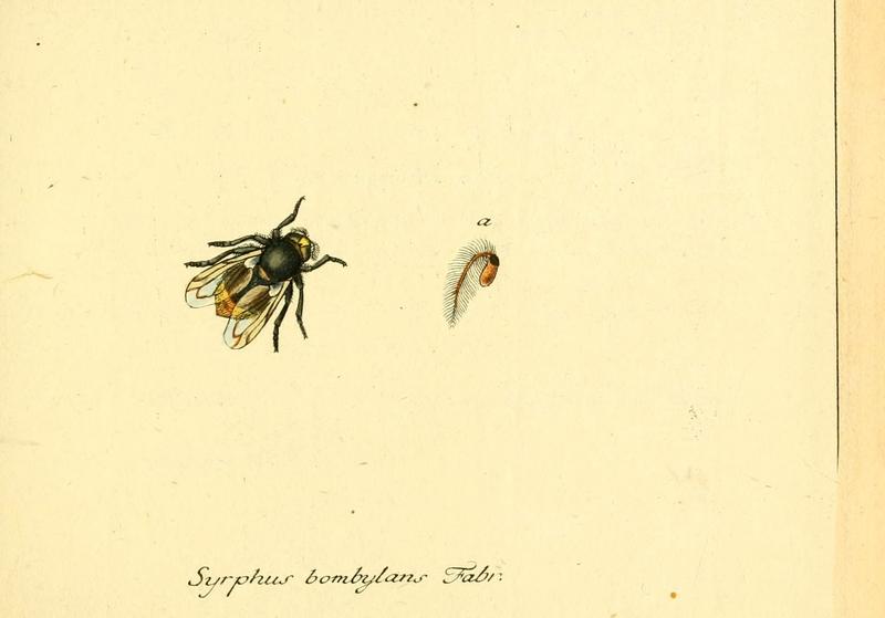 Fauna Germanica, Diptera (6046247130)