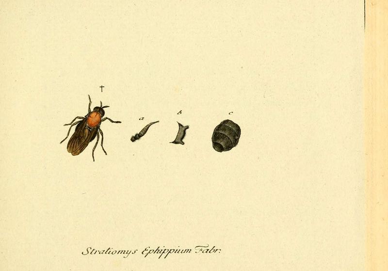 Fauna Germanica, Diptera (6046249334)