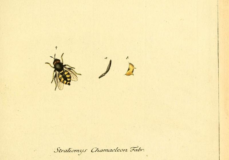 Fauna Germanica, Diptera (6046249694)