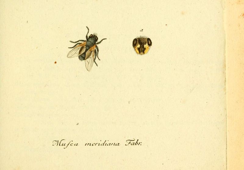 Fauna Germanica, Diptera (6046250696)