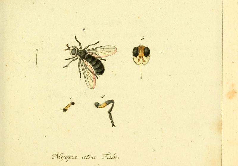 Fauna Germanica, Diptera (6046252410)