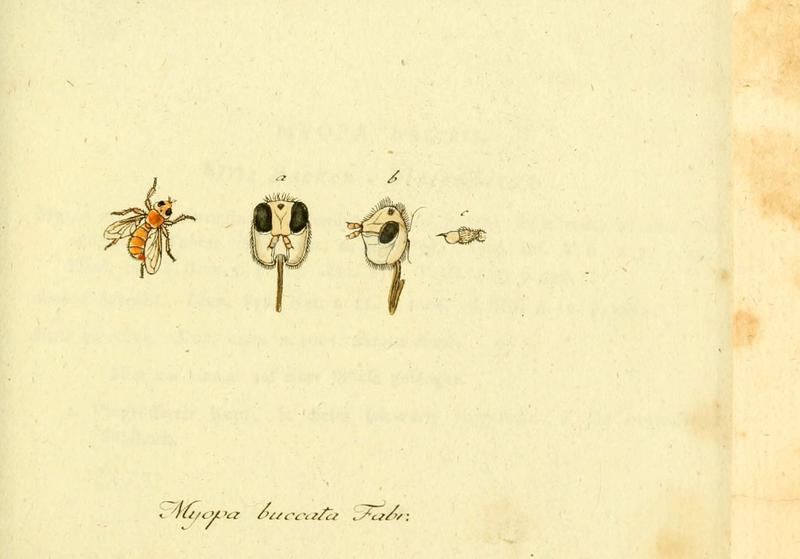 Fauna Germanica, Diptera (6046252760)