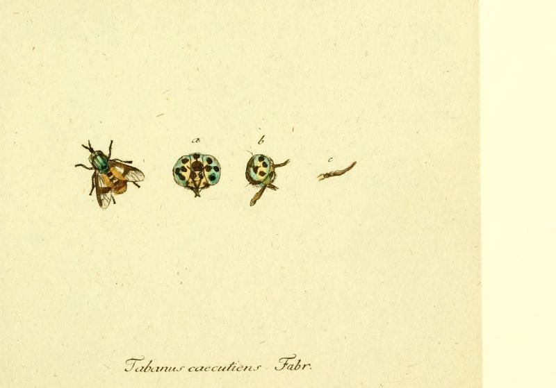 Fauna Germanica, Diptera (6046253862)