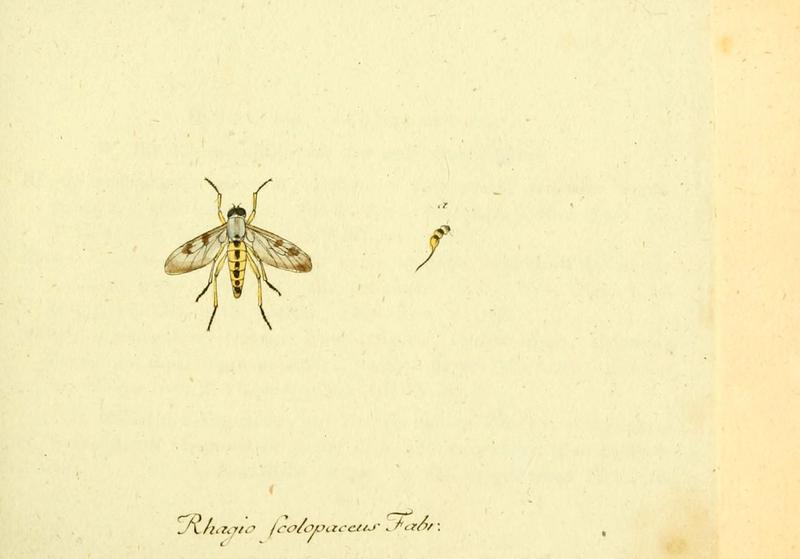 Fauna Germanica, Diptera (6046254180)