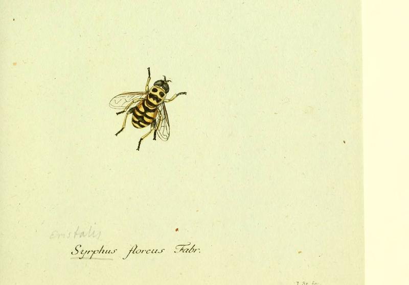 Fauna Germanica, Diptera (6046254668)