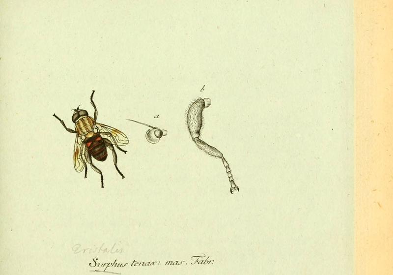 Fauna Germanica, Diptera (6046255102)