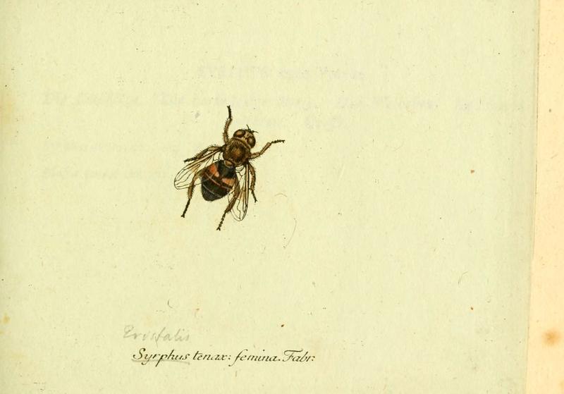 Fauna Germanica, Diptera (6046255348)