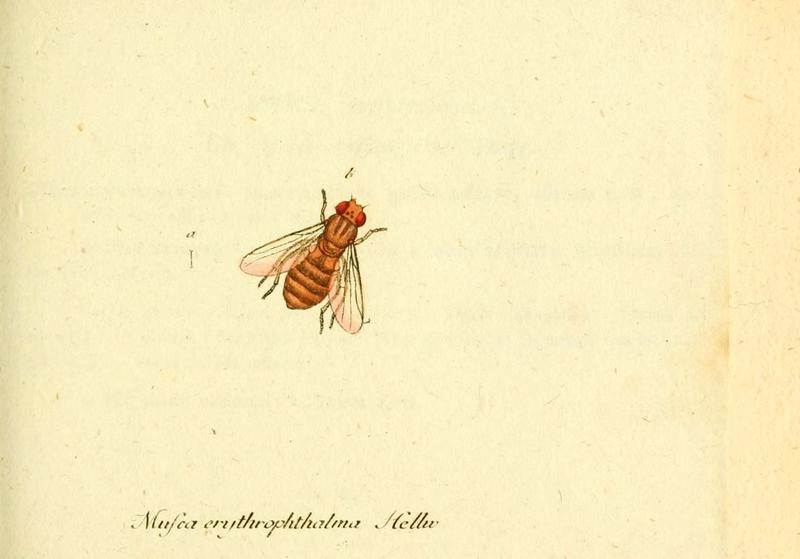 Fauna Germanica, Diptera (6046255928)
