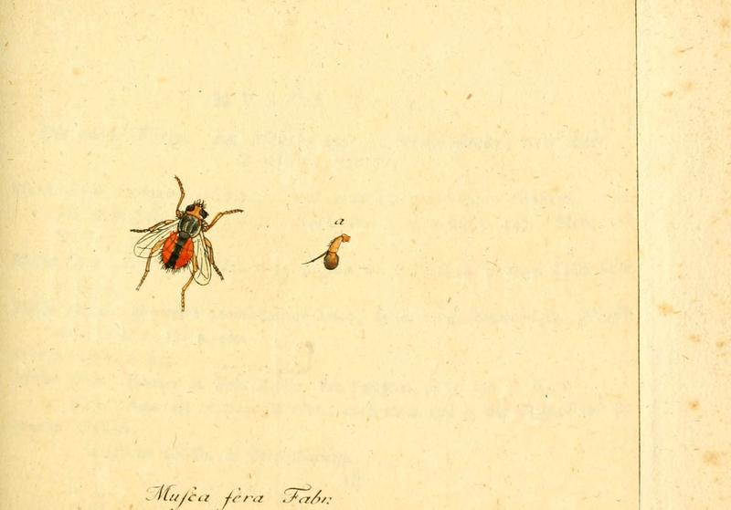 Fauna Germanica, Diptera (6046256244)