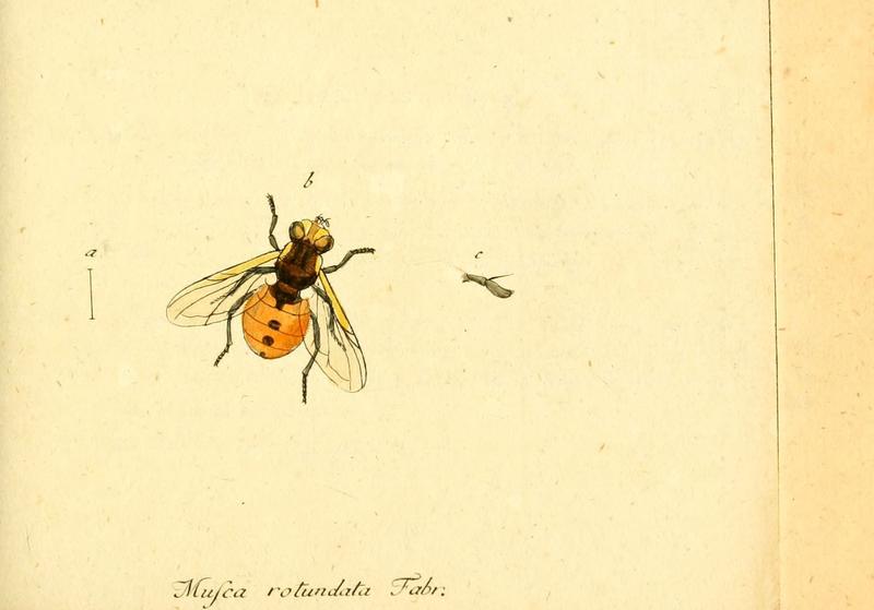 Fauna Germanica, Diptera (6046256492)
