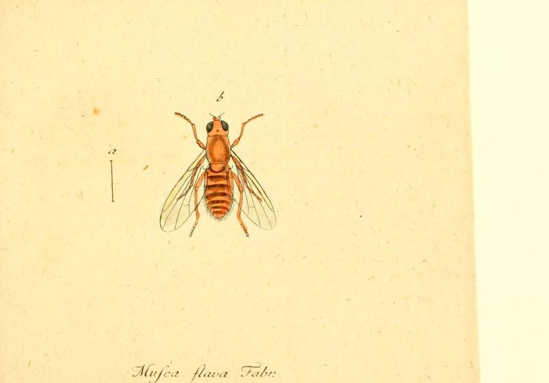 Fauna Germanica, Diptera (6046257278)
