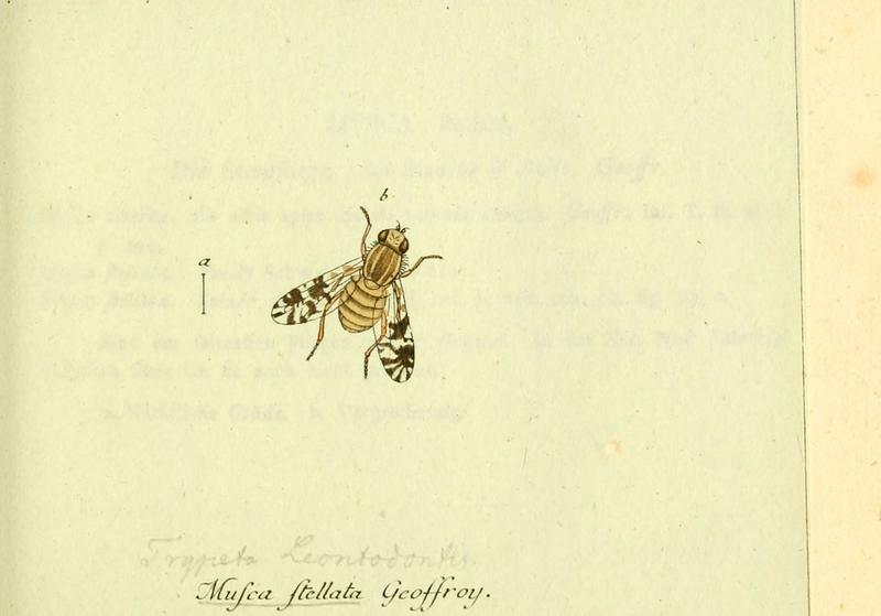 Fauna Germanica, Diptera (6046257504)