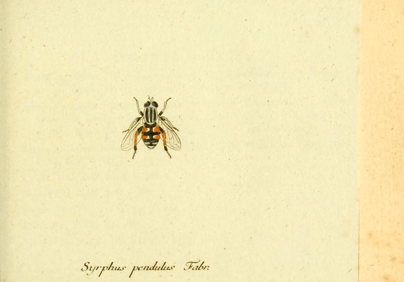 Fauna Germanica, Diptera (6046258244)