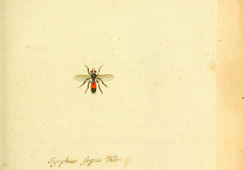 Fauna Germanica, Diptera (6046258486)