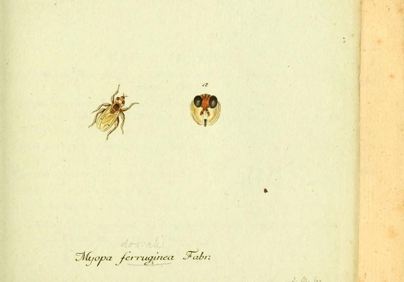 Fauna Germanica, Diptera (6046259030)