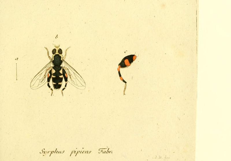 Fauna Germanica, Diptera (6046260862)