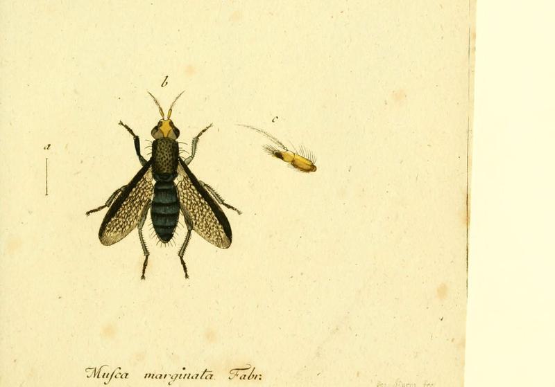 Fauna Germanica, Diptera (6046261560)