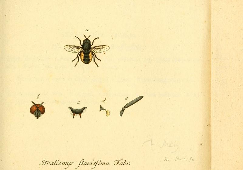 Fauna Germanica, Diptera (6046261940)