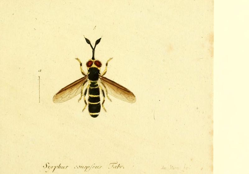 Fauna Germanica, Diptera (6046262744)
