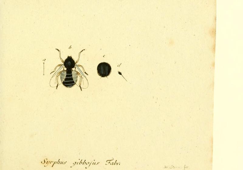 Fauna Germanica, Diptera (6046262996)