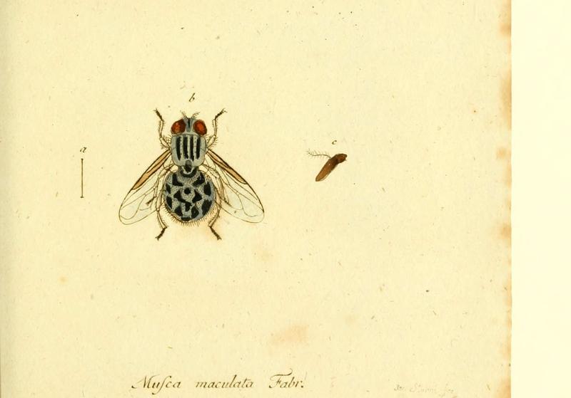 Fauna Germanica, Diptera (6046263344)