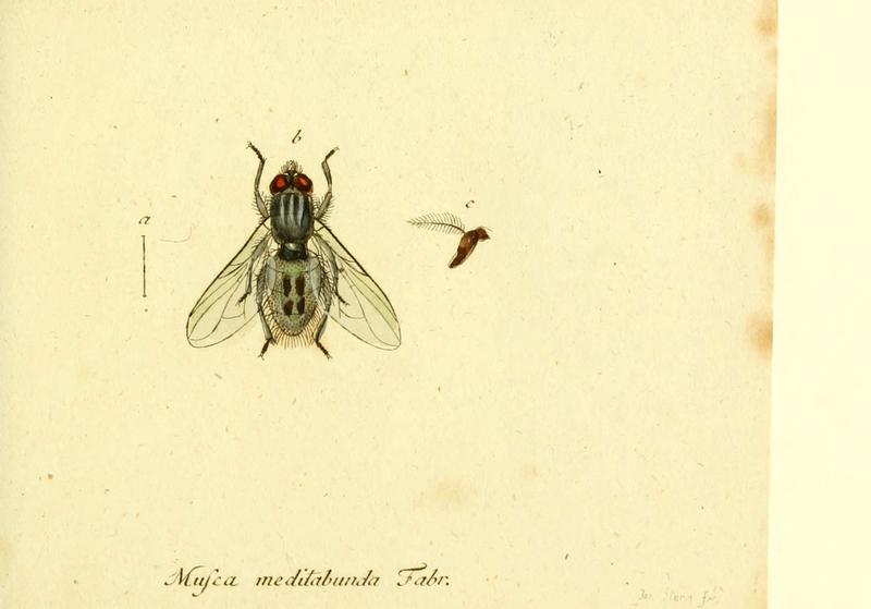 Fauna Germanica, Diptera (6046263586)