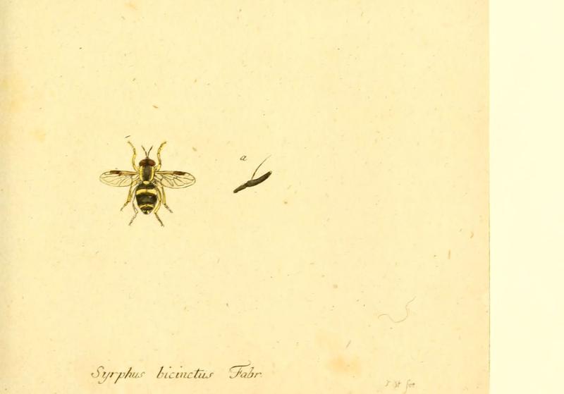 Fauna Germanica, Diptera (6046264678)