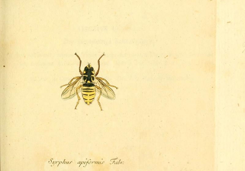 Fauna Germanica, Diptera (6046264902)