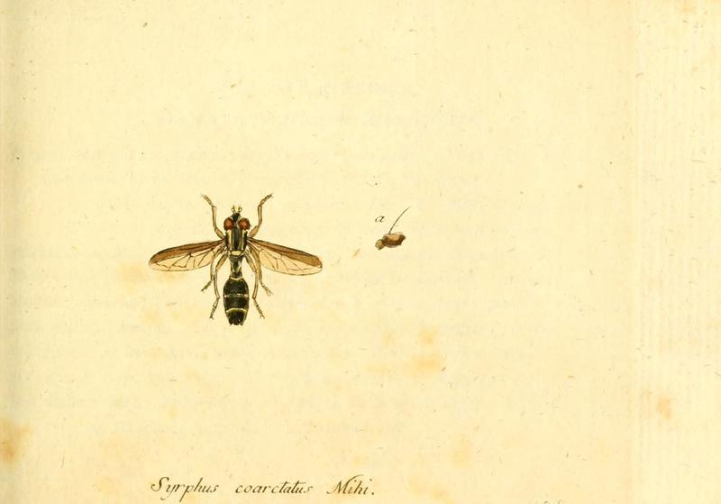Fauna Germanica, Diptera (6046265968)