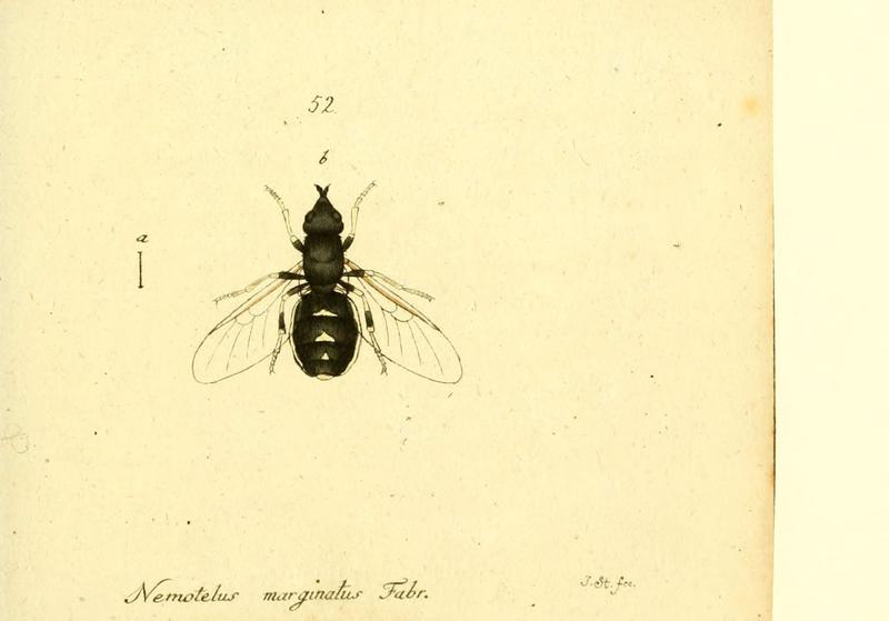 Fauna Germanica, Diptera (6046267304)