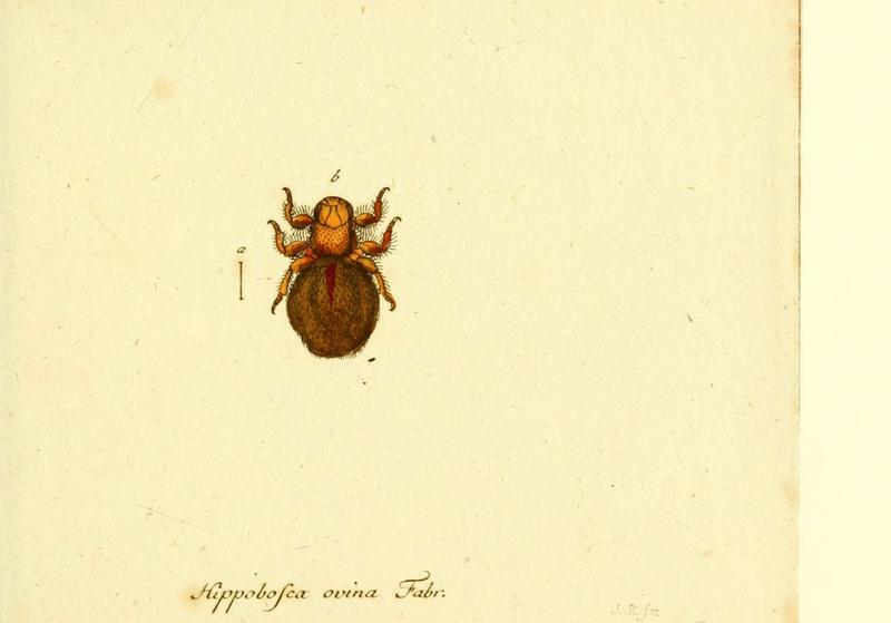 Fauna Germanica, Diptera (6046267574)