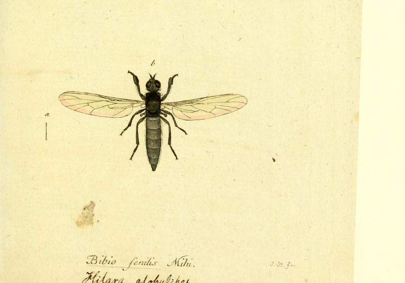 Fauna Germanica, Diptera (6046268130)