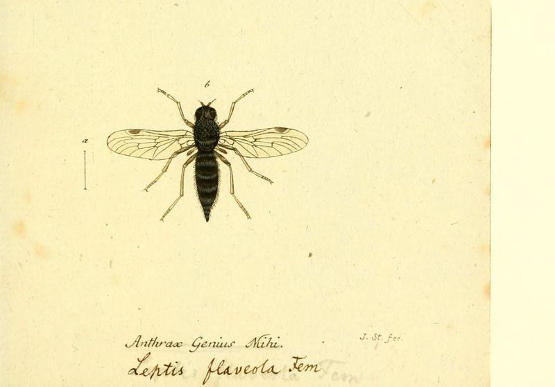 Fauna Germanica, Diptera (6046268482)