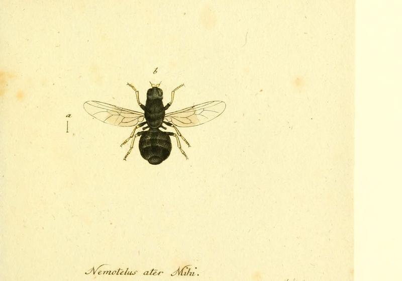 Fauna Germanica, Diptera (6046268808)