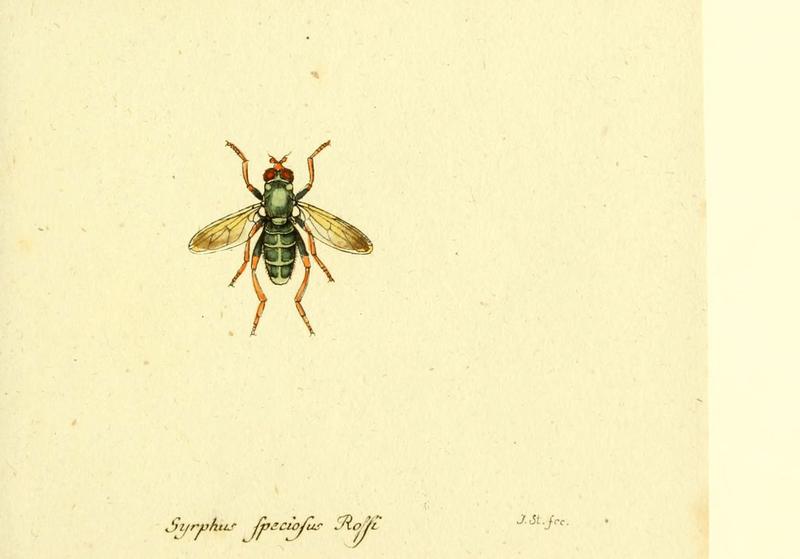 Fauna Germanica, Diptera (6046269062)