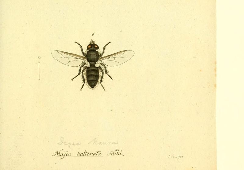 Fauna Germanica, Diptera (6046271850)